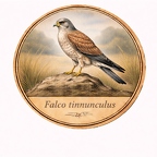 r10484 Faucon crécerelle