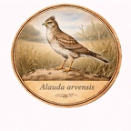 r10485 Alouette des champs