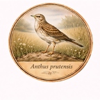r10486  Pipit farlouse