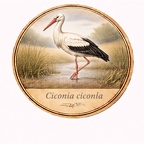 r10490 Cigogne blanche
