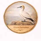 r10492   Morus bassanus