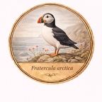 r10493   Fratercula arctica
