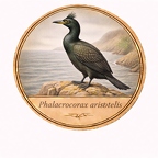 r10494  Phalacrocorax aristotelis