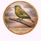 r10495  Chloris chloris