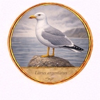 r10496  Larus argentatus