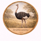 r10497  Struthio camelus