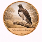 r10498  Polemaetus bellicosus