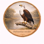 r10499  Haliaeetus vocifer