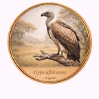 r10500  Gyps africanus