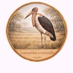 r10501  Leptoptilos crumenifer