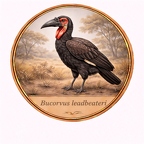 r10502  Bucorvus leadbeateri