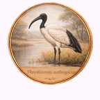 r10504 Threskiornisaethiopicus