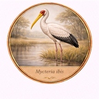 r10506  Mycteria ibis