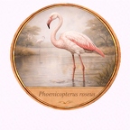 r10507  Phoenicopterus roseus
