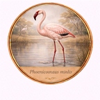 r10508  Phoeniconaias minor