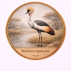 r10509  Balearica regulorum
