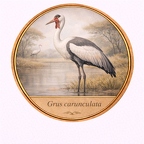 r10510  Grus carunculata