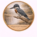 r10512  Megaceryle maxima
