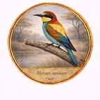 r10513  Merops apiaster