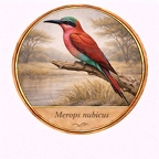 r10514  Merops nubicus