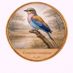 r10515  Coracias caudatus