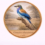r10516  Coracias abyssinicus