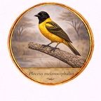 r10518  Ploceus melanocephalus
