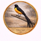 r10519  Vidua regia