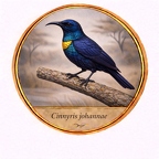 r10520  Cinnyris johannae