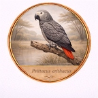 r10522  Psittacus erithacus