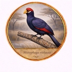 r10523  Musophaga violacea