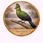 r10524  Tauraco persa