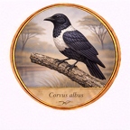 r10525  Corvus albus