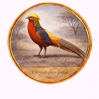 r10529  Chrysolophus pictus