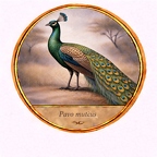 r10528  Pavo muticus