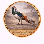 r10530  Chrysolophus amherstiae