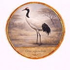 r10531  Grus japonensis