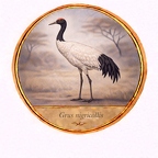 r10532  Grus nigricollis