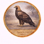 r10533  Aquila heliaca