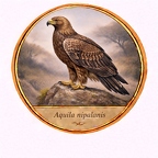 r10534  Aquila nipalensis