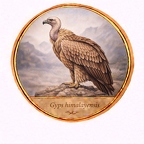 r10535  Gyps himalayensis