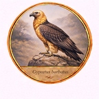 r10536  Gypaetus barbatus