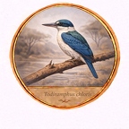 r10537  Todiramphus chloris