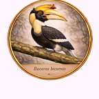 r10538  Buceros bicornis