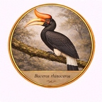 r10539  Buceros rhinoceros