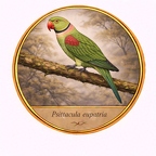r10540  Psittacula eupatria