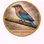 r10543  Coracias benghalensis