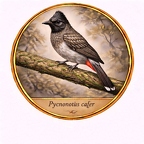 r10544  Pycnonotus cafer