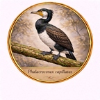 r10545  Phalacrocorax capillatus