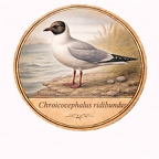 r10491  Chrococephalus ridibun